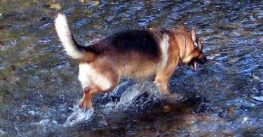 Ein Hund als Meister - eine Geschichte von Osho