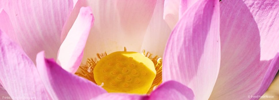 Meditation für herzorientierte Menschen - Der Lotus im Herzen