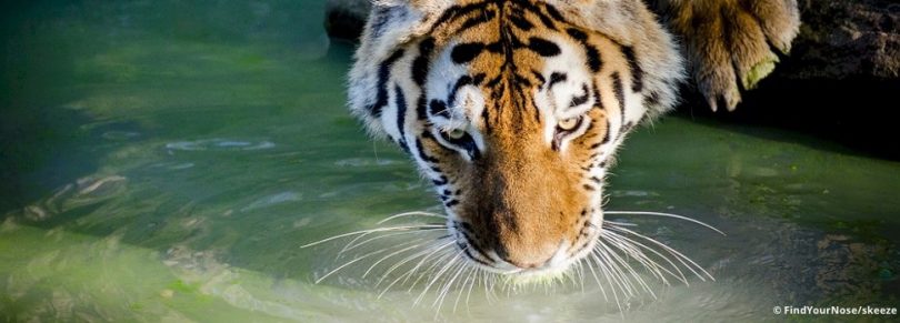 Über Tiger, das Hara und die Lebensfreude